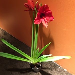 Meet your Posher, Norma